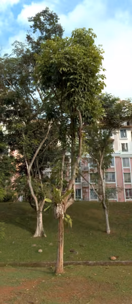 tree photo