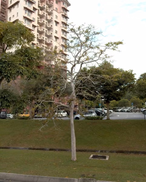 tree photo
