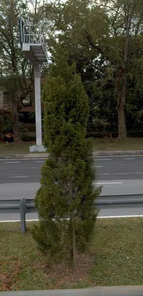tree photo