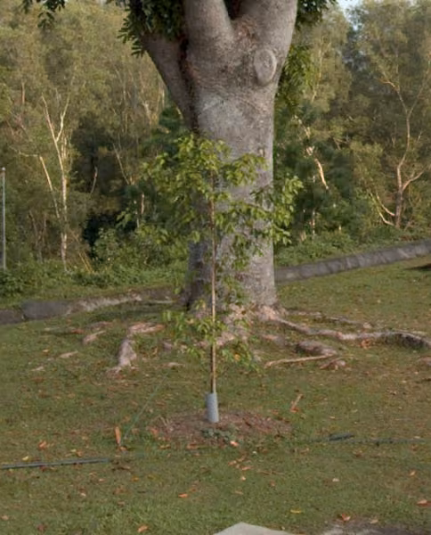 tree photo