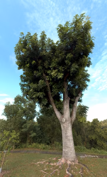 tree photo