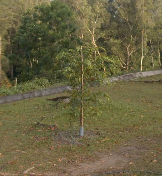 tree photo