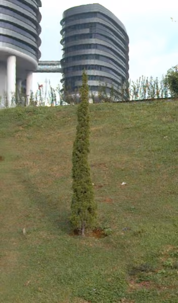 tree photo