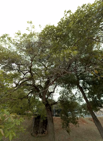 tree photo