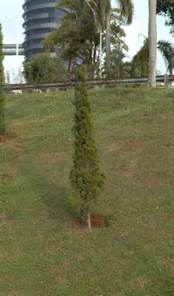 tree photo