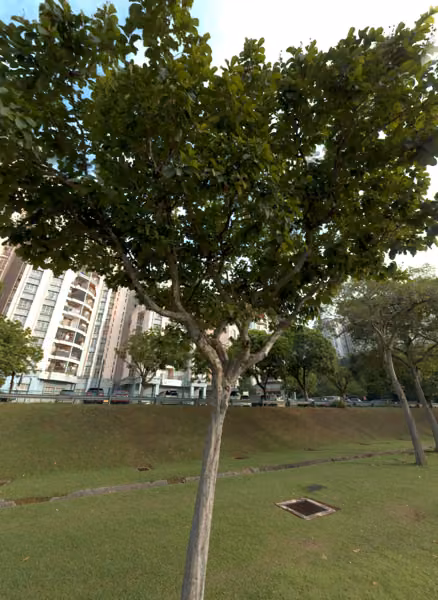 tree photo