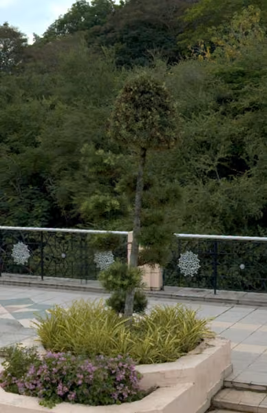 tree photo