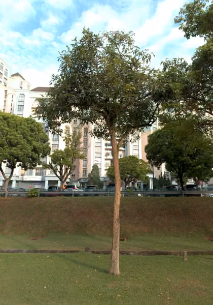tree photo