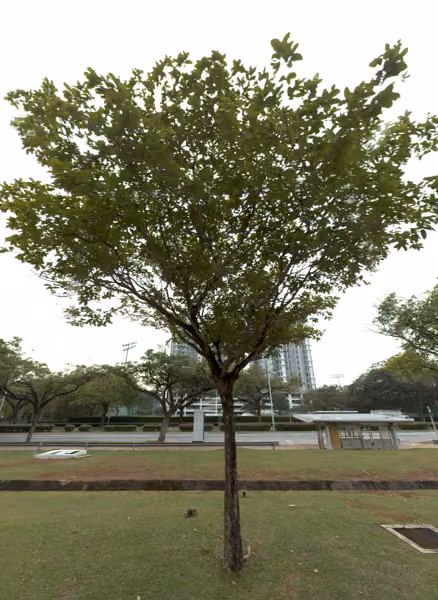 tree photo
