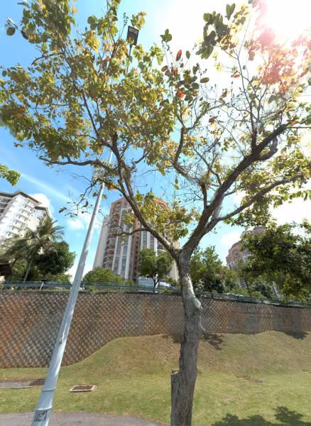 tree photo