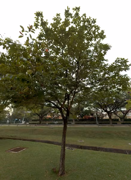tree photo