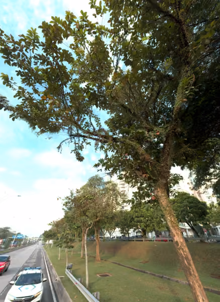 tree photo