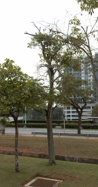 tree photo