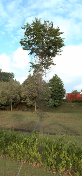 tree photo