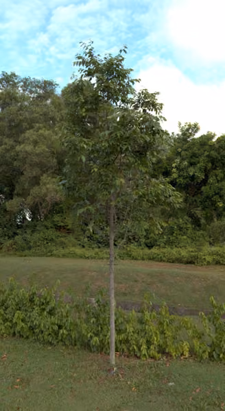 tree photo