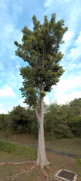 tree photo
