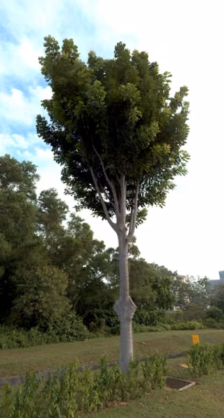 tree photo