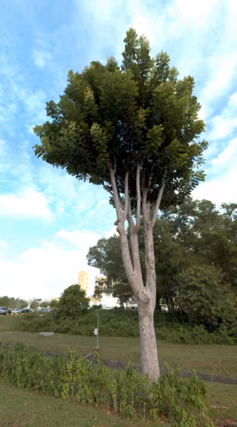 tree photo
