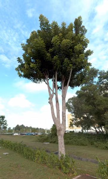 tree photo