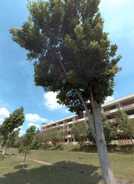 tree photo