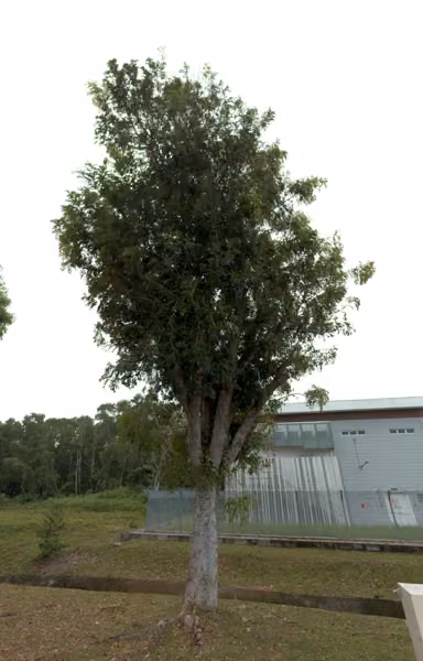 tree photo