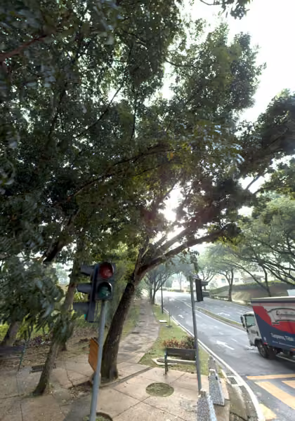 tree photo