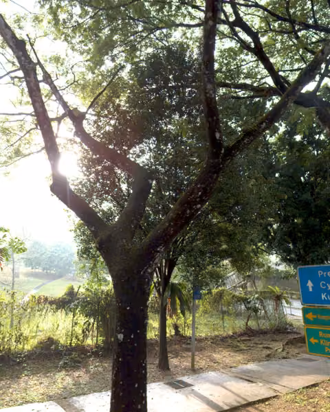 tree photo