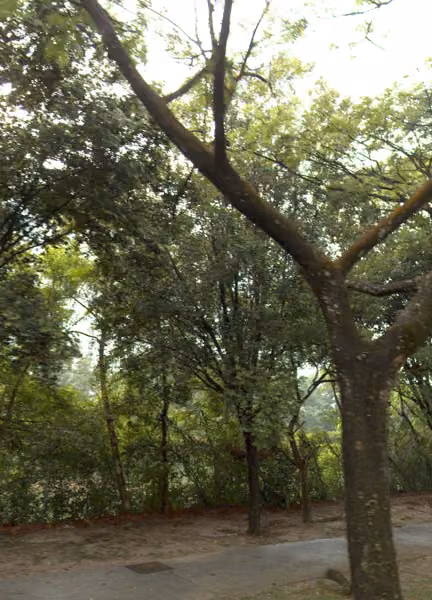 tree photo