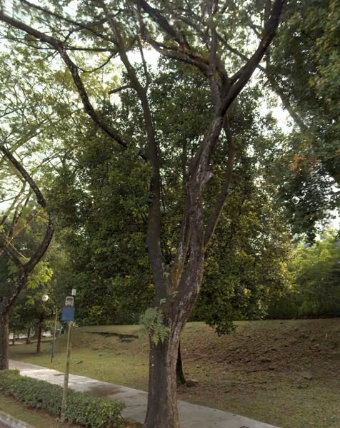tree photo
