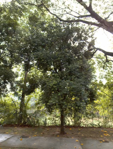 tree photo