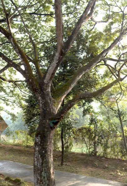 tree photo