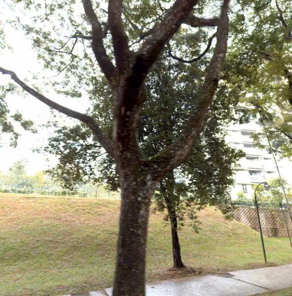 tree photo