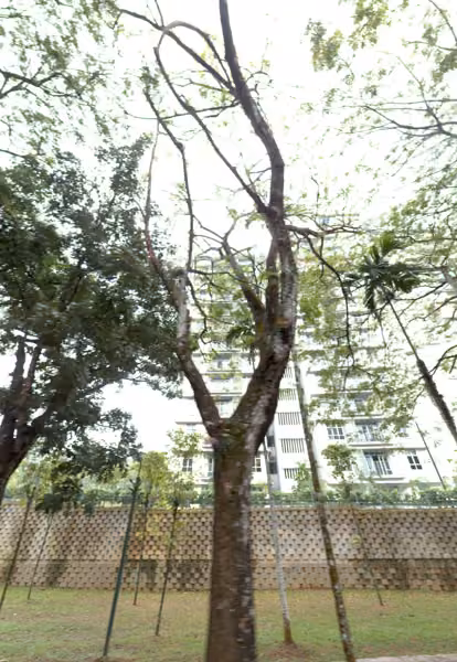 tree photo