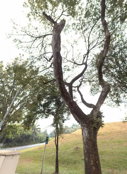 tree photo