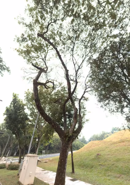 tree photo
