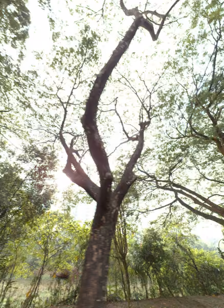 tree photo