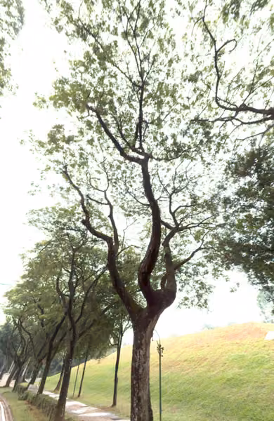 tree photo