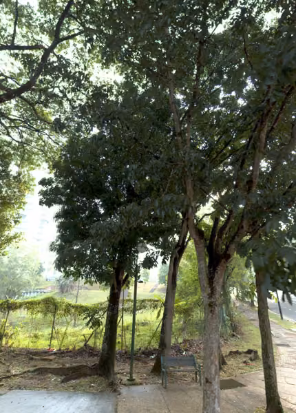 tree photo