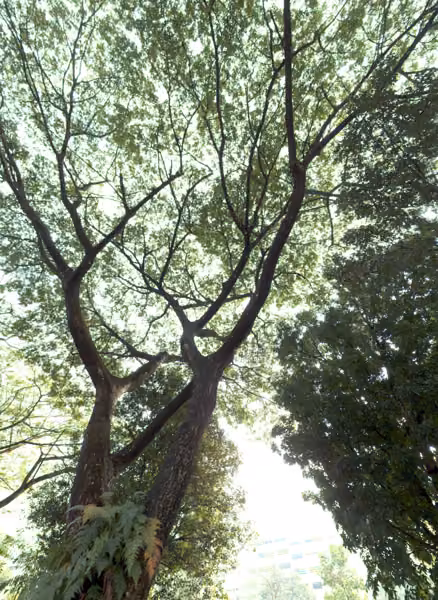 tree photo