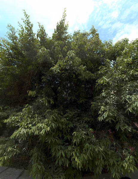 tree photo