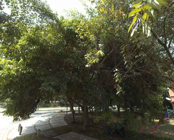 tree photo