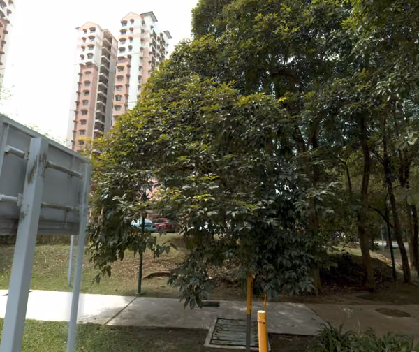 tree photo