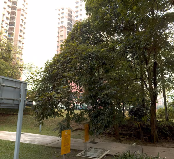 tree photo