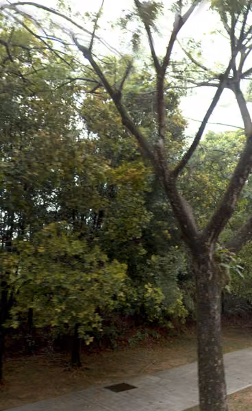tree photo
