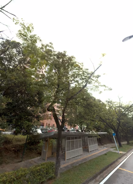 tree photo