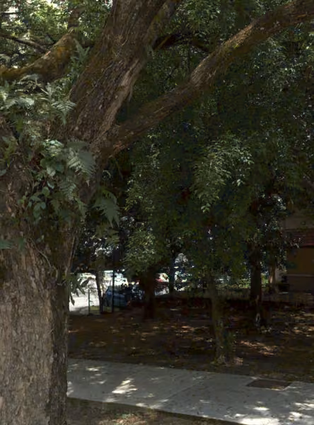 tree photo