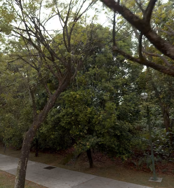 tree photo