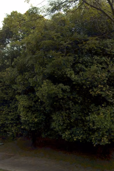 tree photo