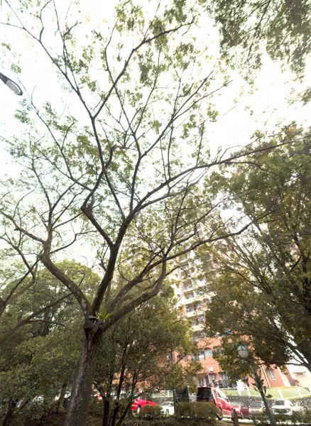 tree photo