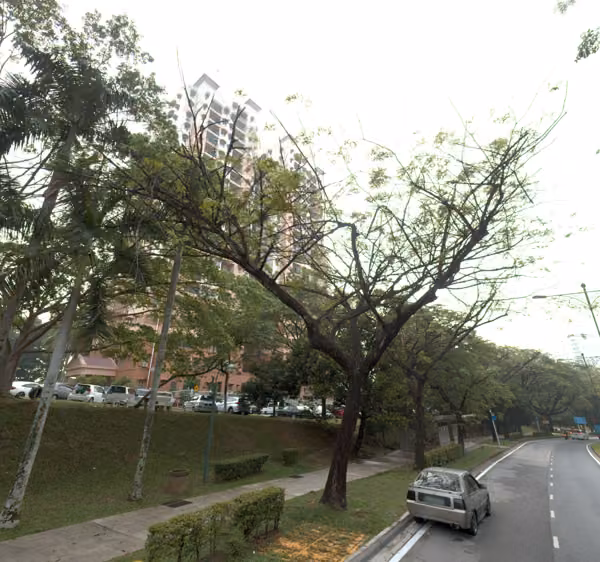 tree photo